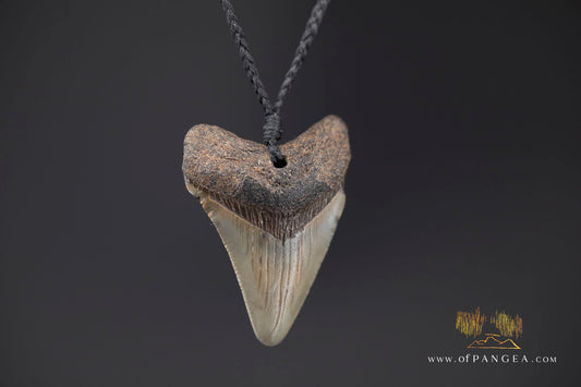 Megalodon Shark Fossilized Tooth (extinct) Necklace - Waxed Cord || JF1716
