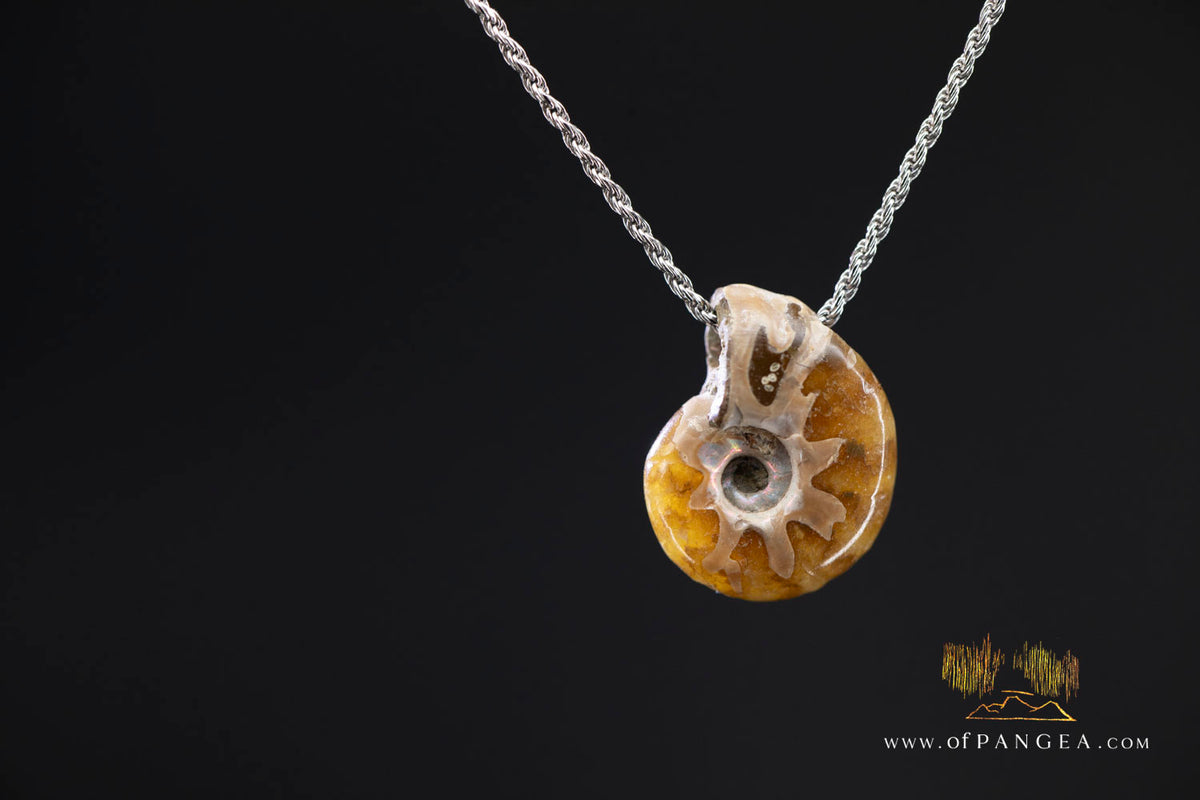Fossilized Per-mineralized Ammonite Necklace - Italian sterling silver || JF1718