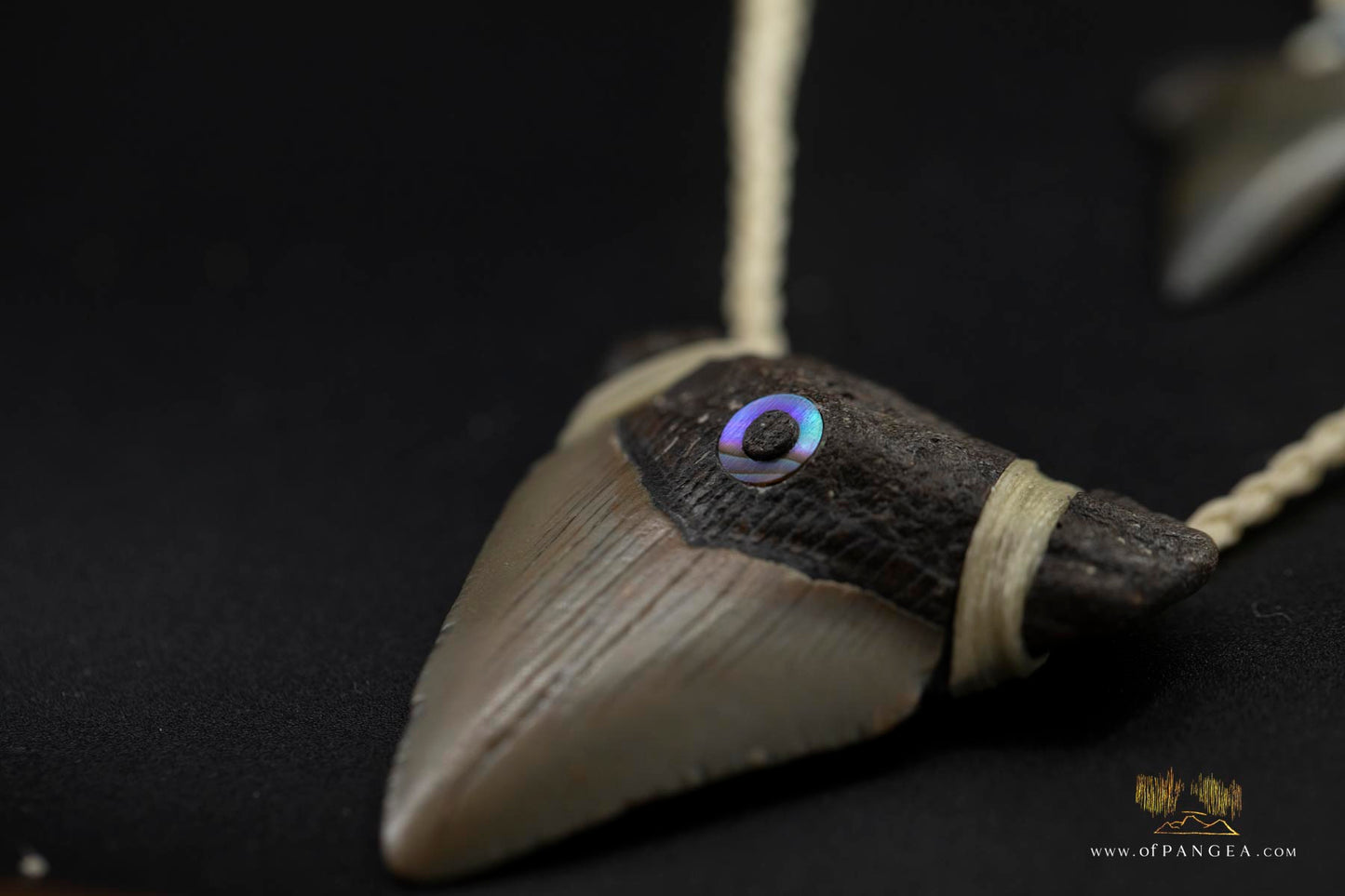 Megalodon Shark Tooth (extinct) - Paua Abalone inlay - Waxed Cord Necklace || JF171