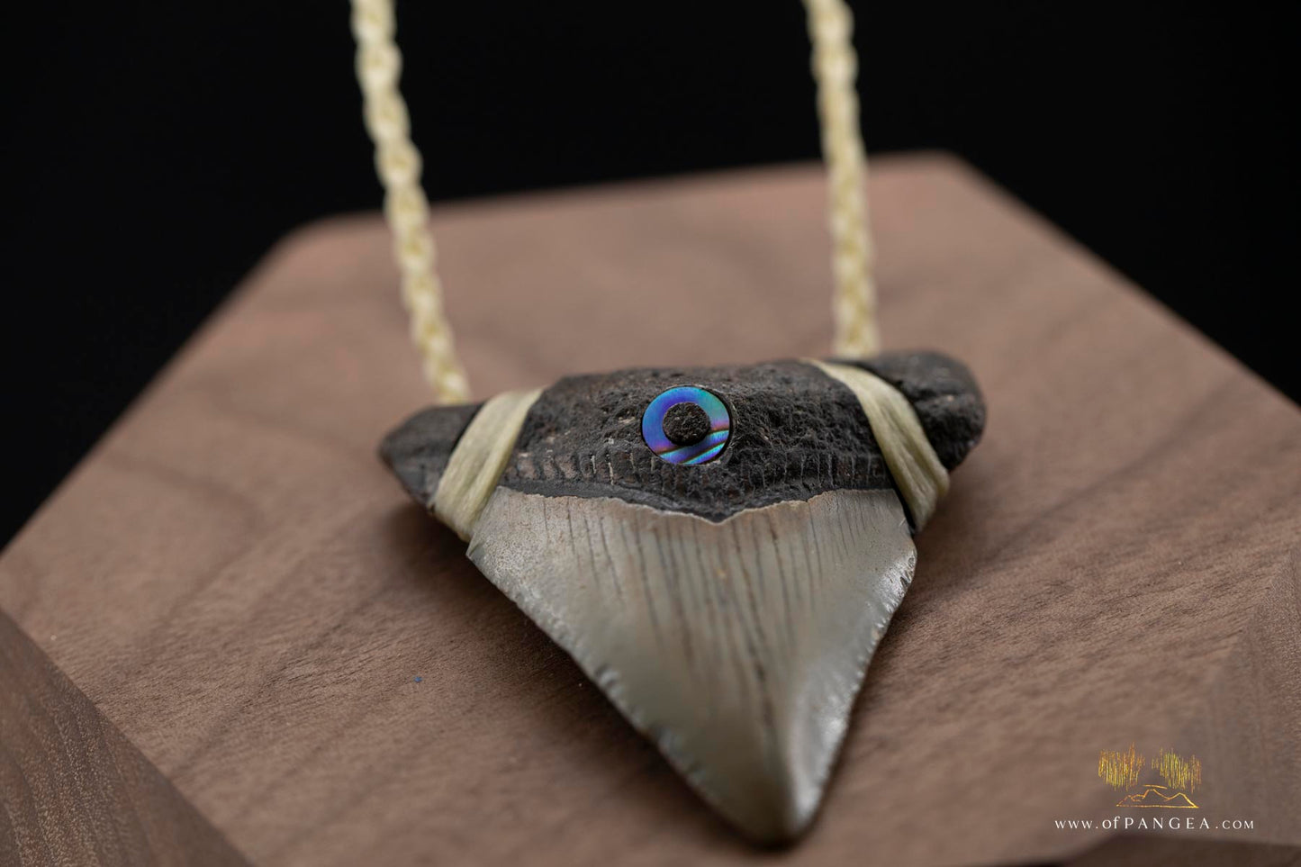 Megalodon Shark Tooth (extinct) - Paua Abalone inlay - Waxed Cord Necklace || JF171