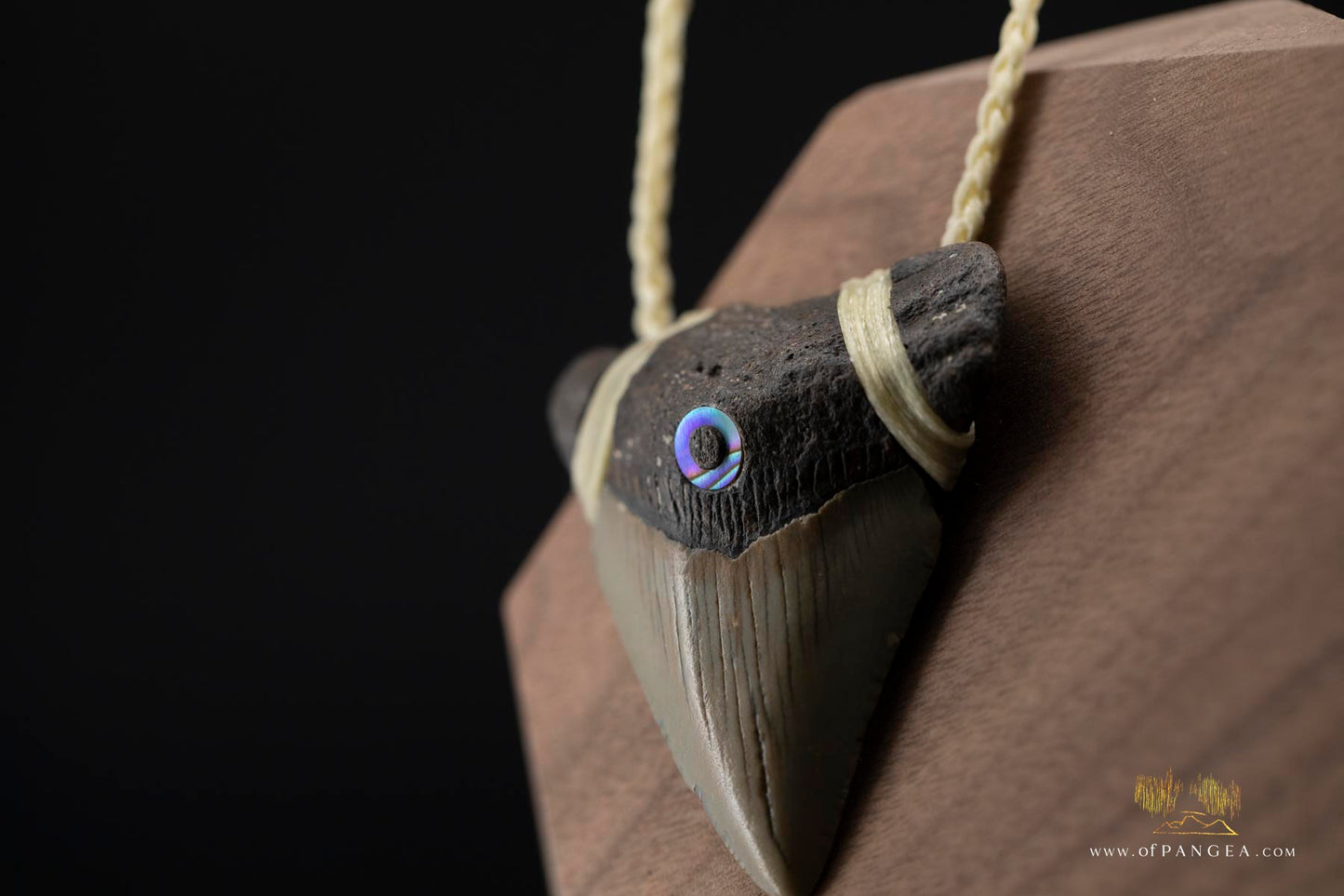 Megalodon Shark Tooth (extinct) - Paua Abalone inlay - Waxed Cord Necklace || JF171