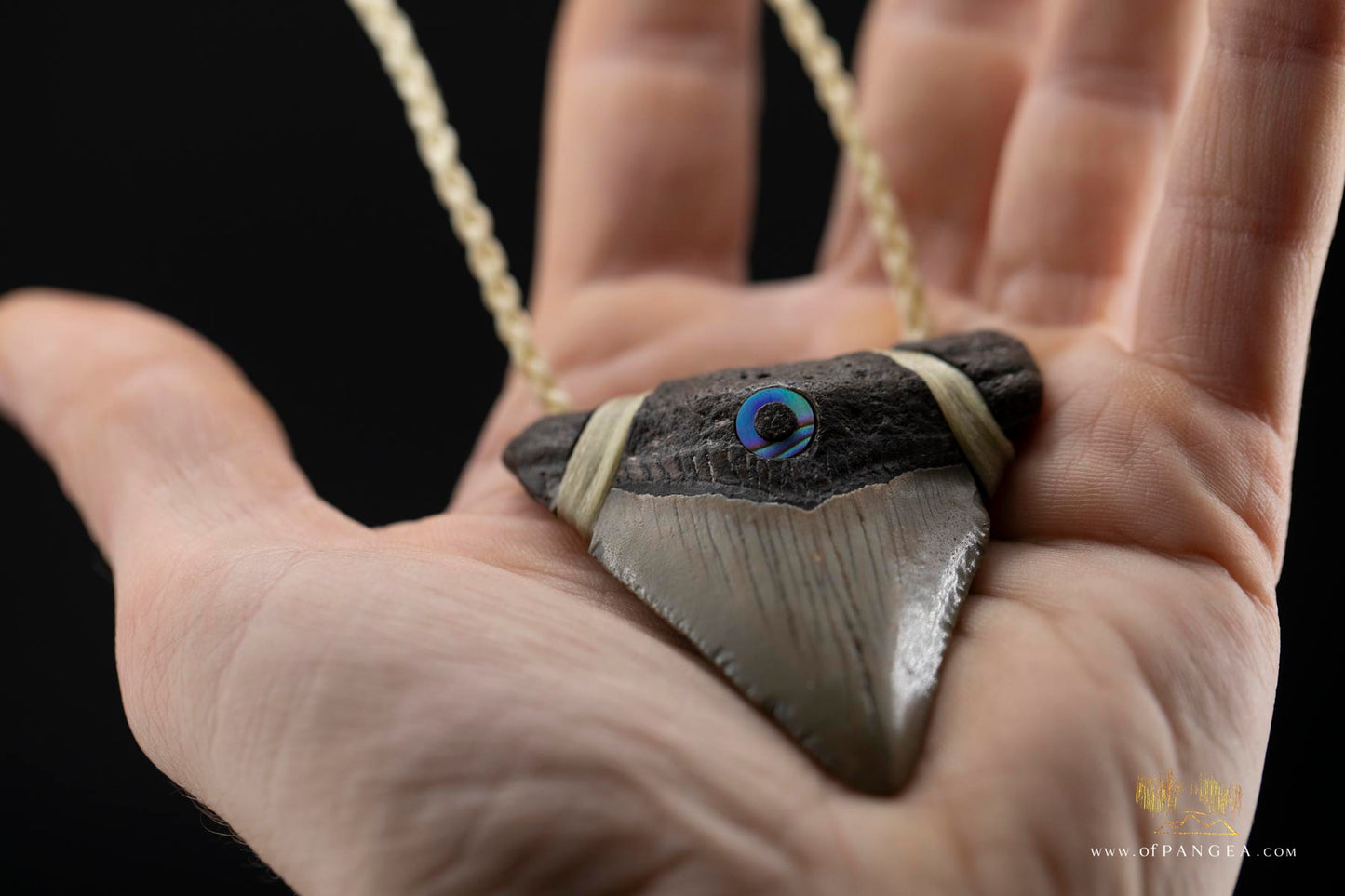 Megalodon Shark Tooth (extinct) - Paua Abalone inlay - Waxed Cord Necklace || JF171