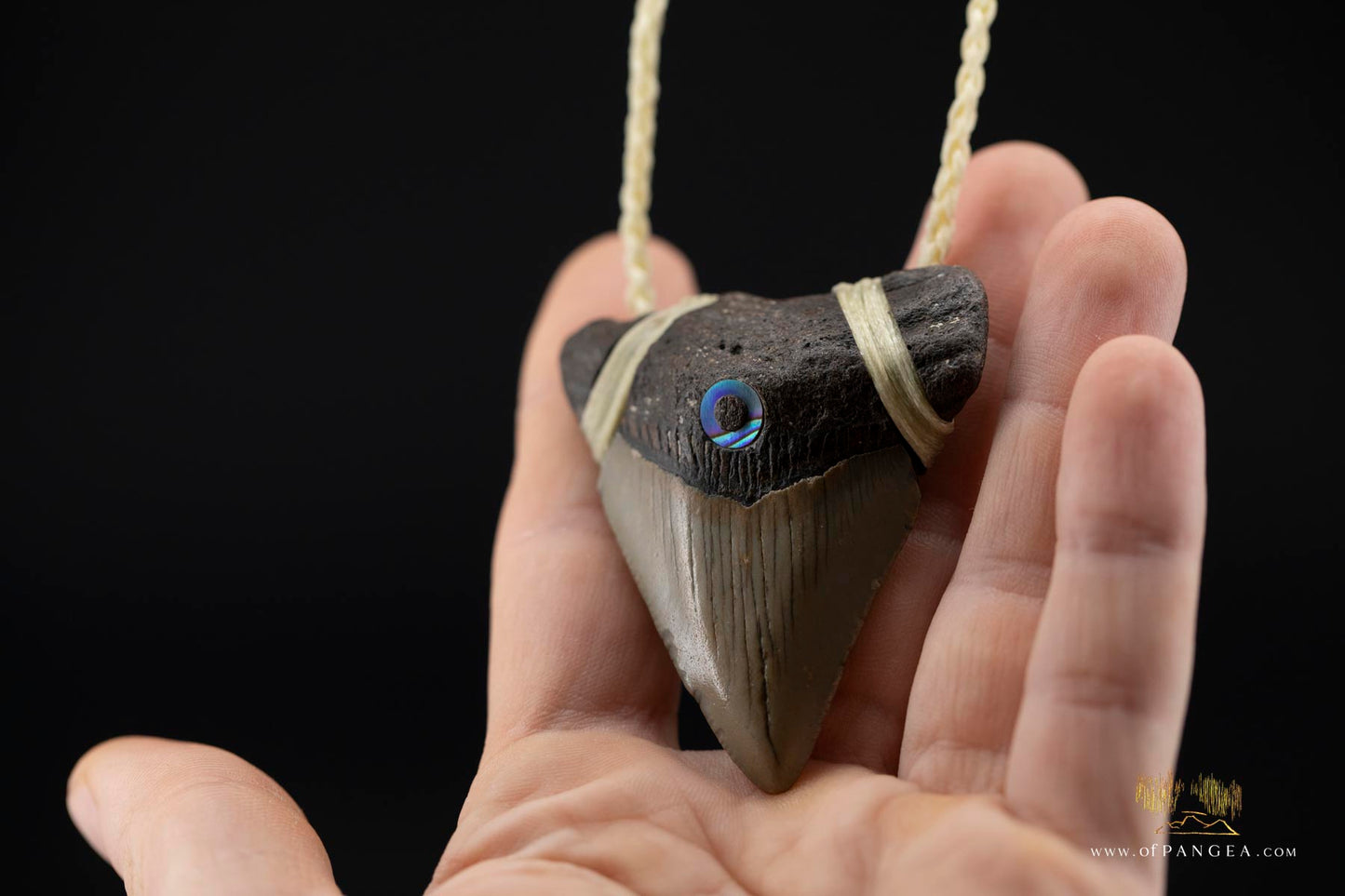 Megalodon Shark Tooth (extinct) - Paua Abalone inlay - Waxed Cord Necklace || JF171