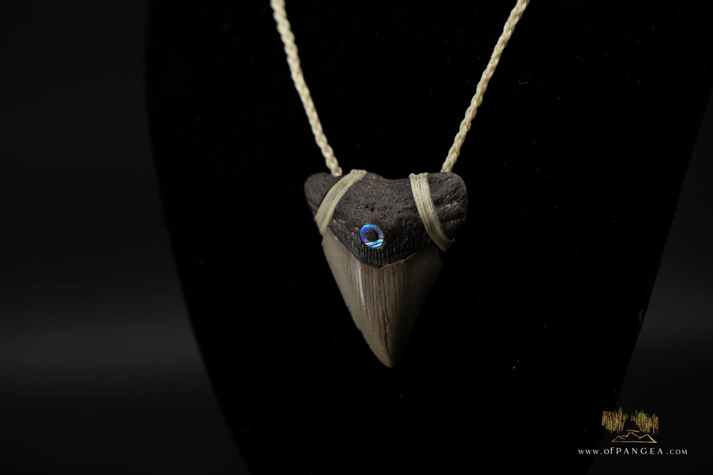 Megalodon Shark Tooth (extinct) - Paua Abalone inlay - Waxed Cord Necklace || JF171