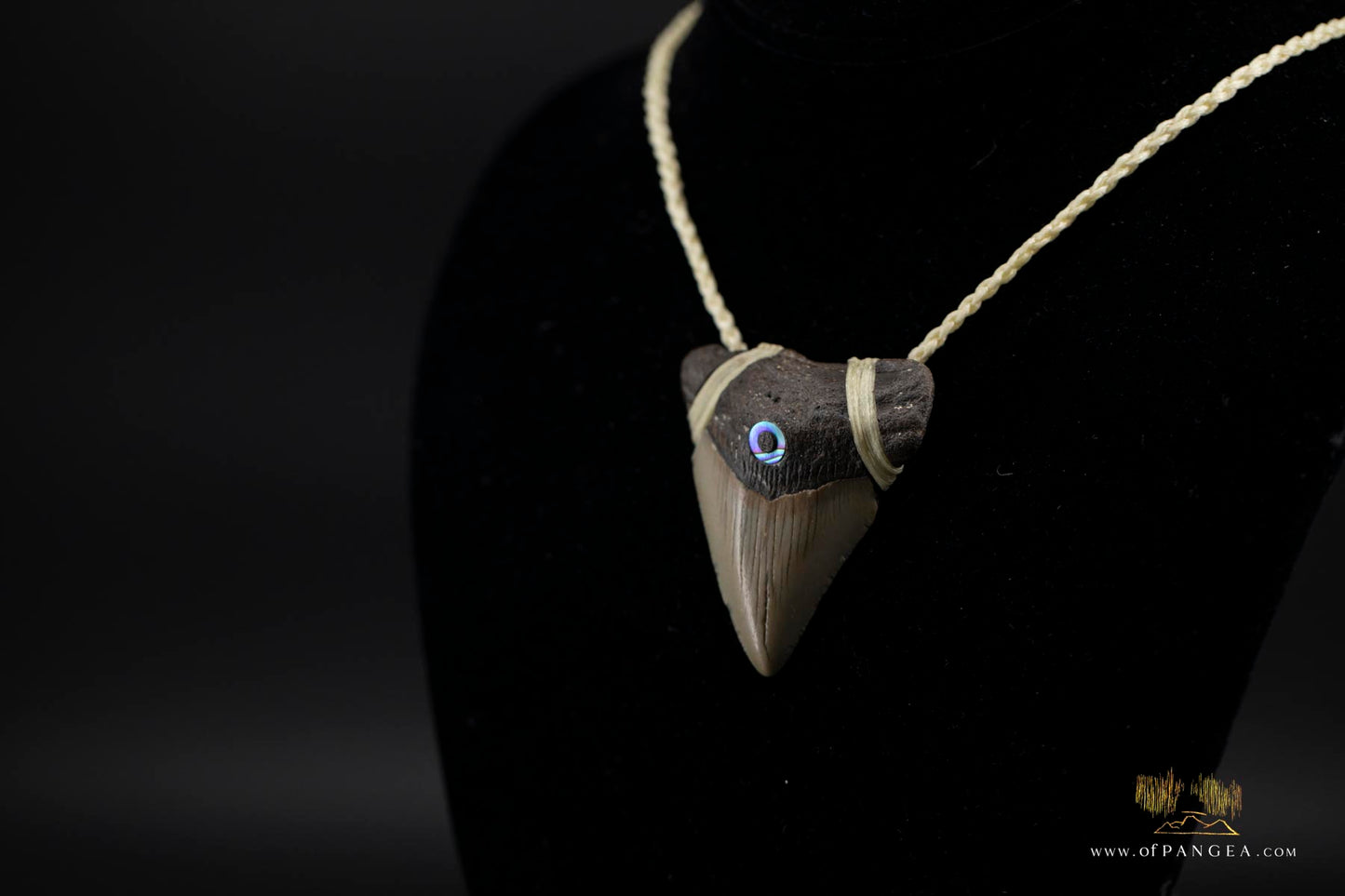Megalodon Shark Tooth (extinct) - Paua Abalone inlay - Waxed Cord Necklace || JF171