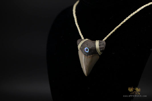 Megalodon Shark Tooth (extinct) - Paua Abalone inlay - Waxed Cord Necklace || JF171