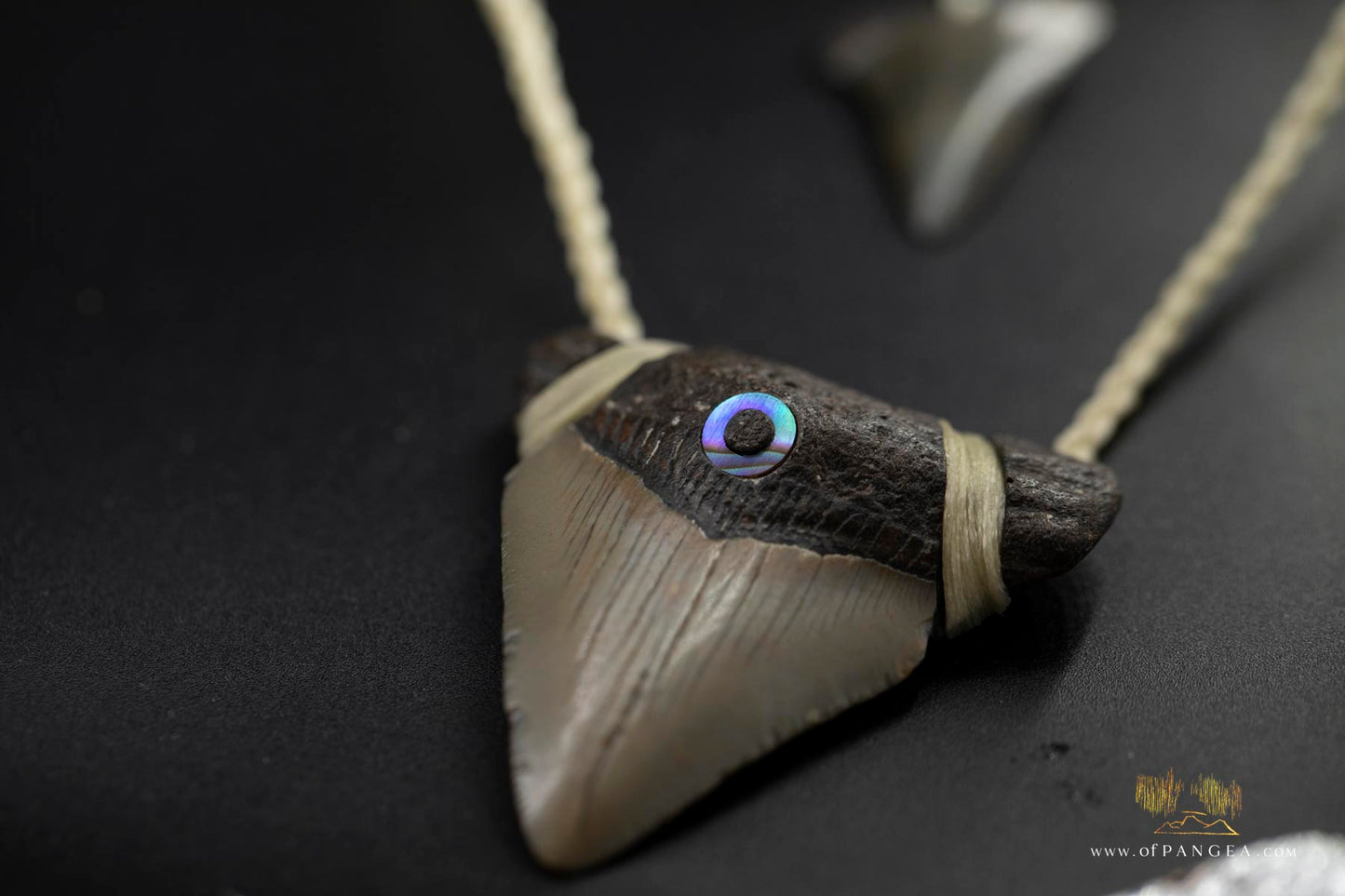 Megalodon Shark Tooth (extinct) - Paua Abalone inlay - Waxed Cord Necklace || JF171