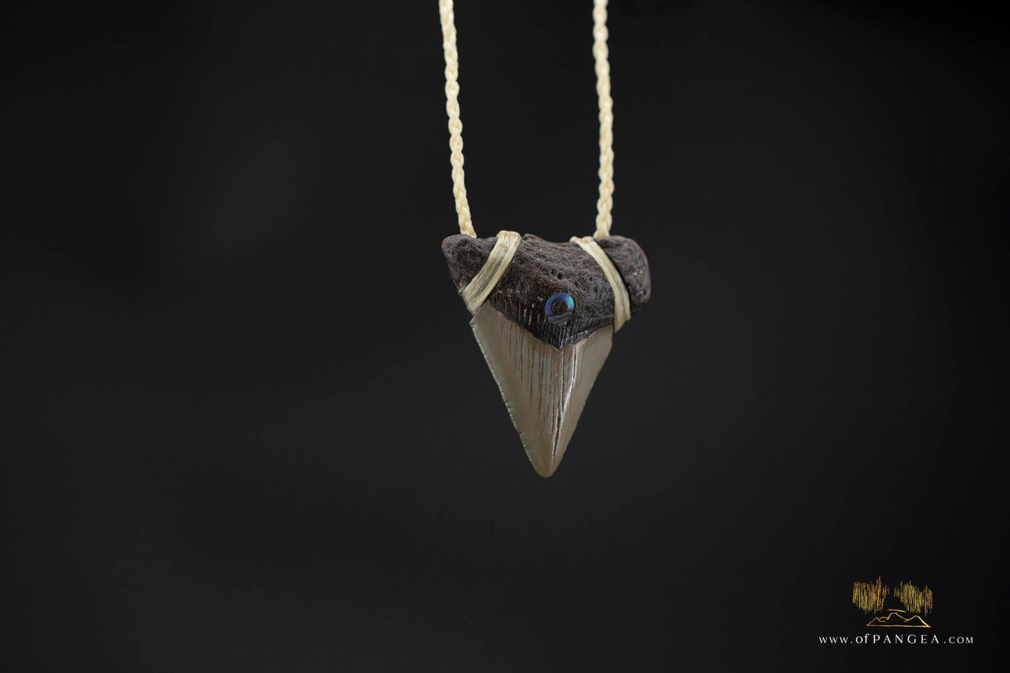Megalodon Shark Tooth (extinct) - Paua Abalone inlay - Waxed Cord Necklace || JF171