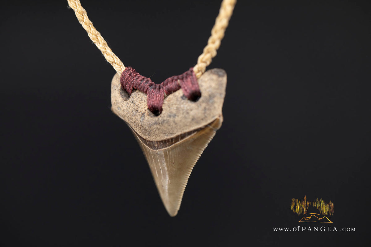 Megalodon Shark Fossilized Tooth (extinct) Necklace - Waxed Cord || JF1722