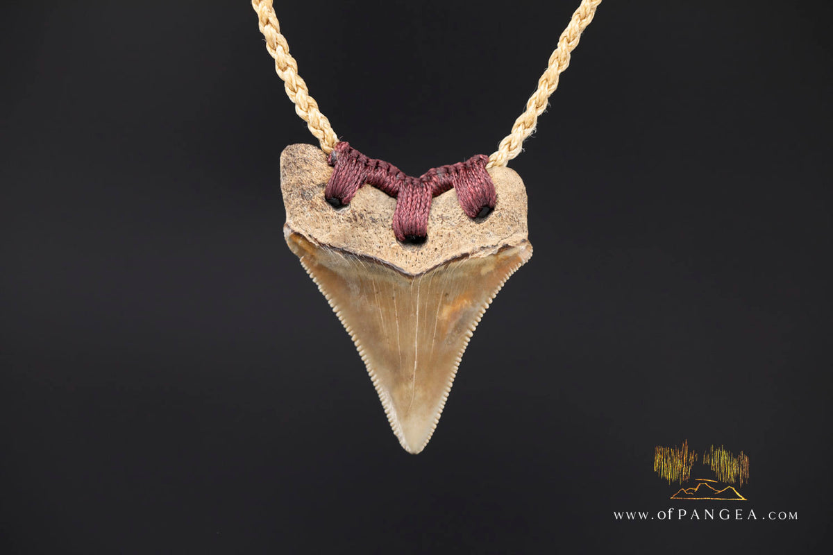 Megalodon Shark Fossilized Tooth (extinct) Necklace - Waxed Cord || JF1722