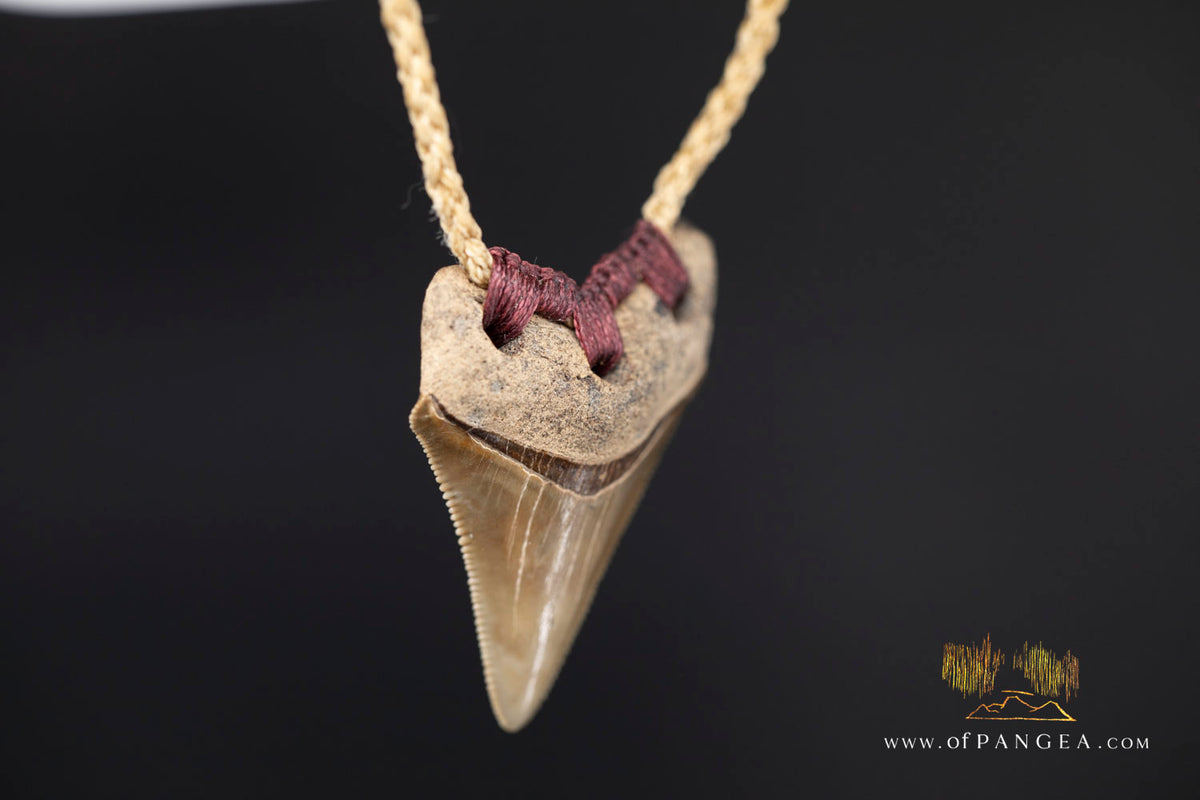 Megalodon Shark Fossilized Tooth (extinct) Necklace - Waxed Cord || JF1722