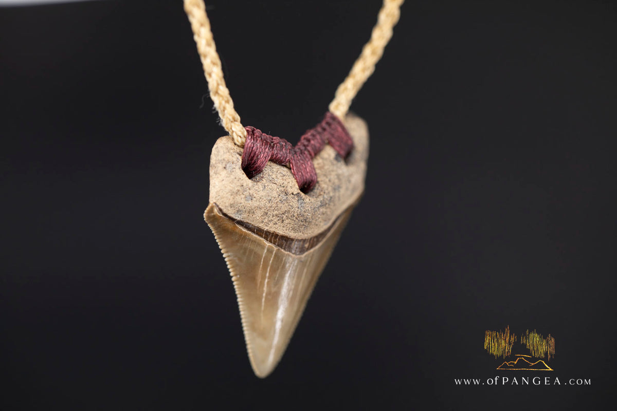 Megalodon Shark Fossilized Tooth (extinct) Necklace - Waxed Cord || JF1722