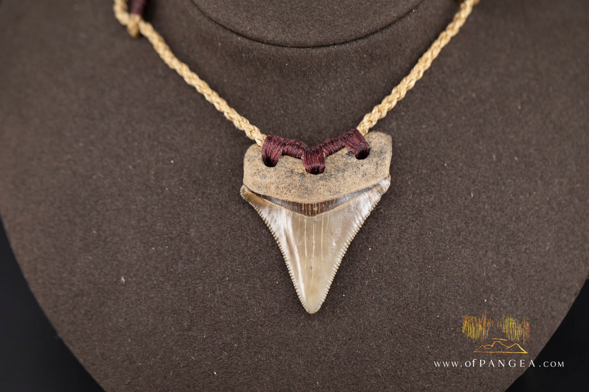 Megalodon Shark Fossilized Tooth (extinct) Necklace - Waxed Cord || JF1722