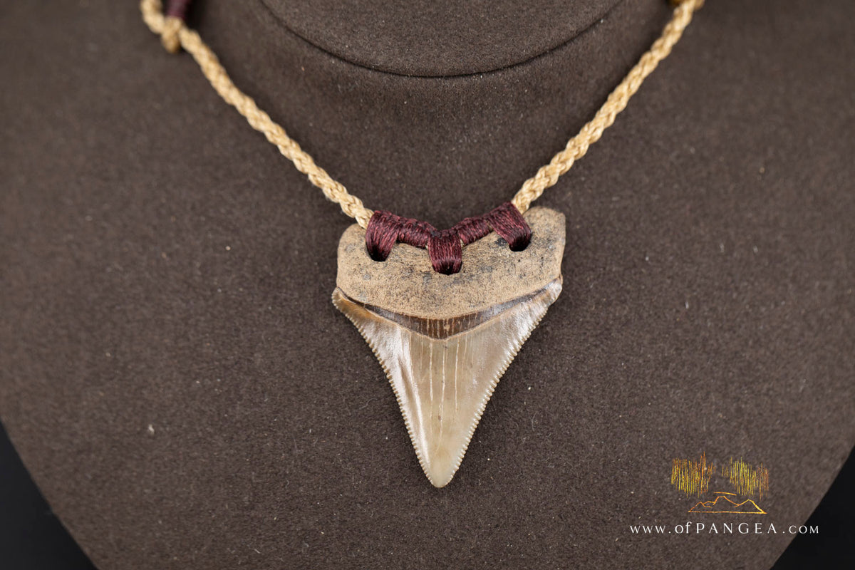 Megalodon Shark Fossilized Tooth (extinct) Necklace - Waxed Cord || JF1722