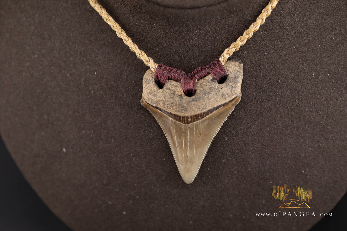 Megalodon Shark Fossilized Tooth (extinct) Necklace - Waxed Cord || JF1722