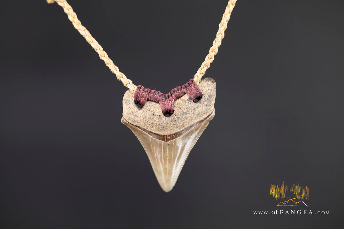 Megalodon Shark Fossilized Tooth (extinct) Necklace - Waxed Cord || JF1722