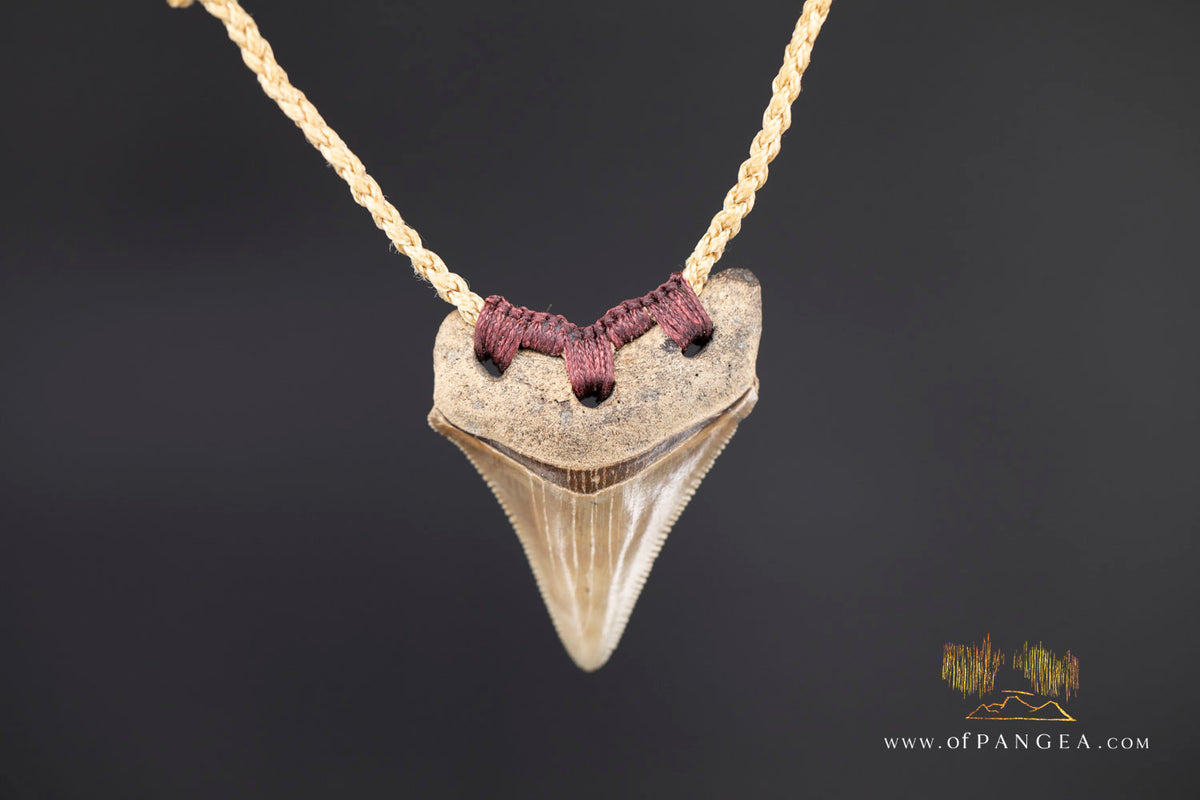 Megalodon Shark Fossilized Tooth (extinct) Necklace - Waxed Cord || JF1722