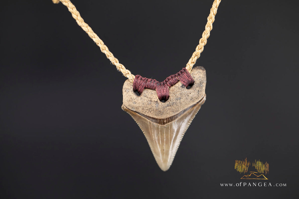 Megalodon Shark Fossilized Tooth (extinct) Necklace - Waxed Cord || JF1722