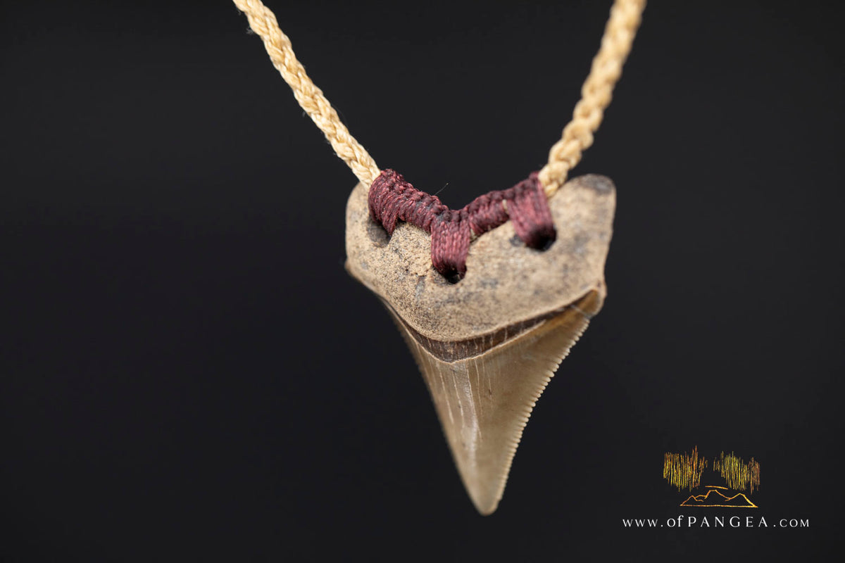 Megalodon Shark Fossilized Tooth (extinct) Necklace - Waxed Cord || JF1722