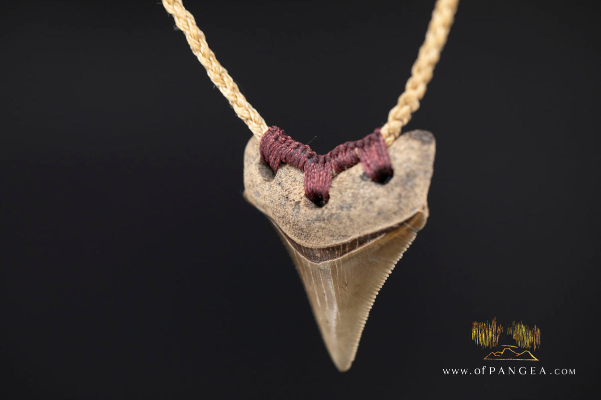Megalodon Shark Fossilized Tooth (extinct) Necklace - Waxed Cord || JF1722