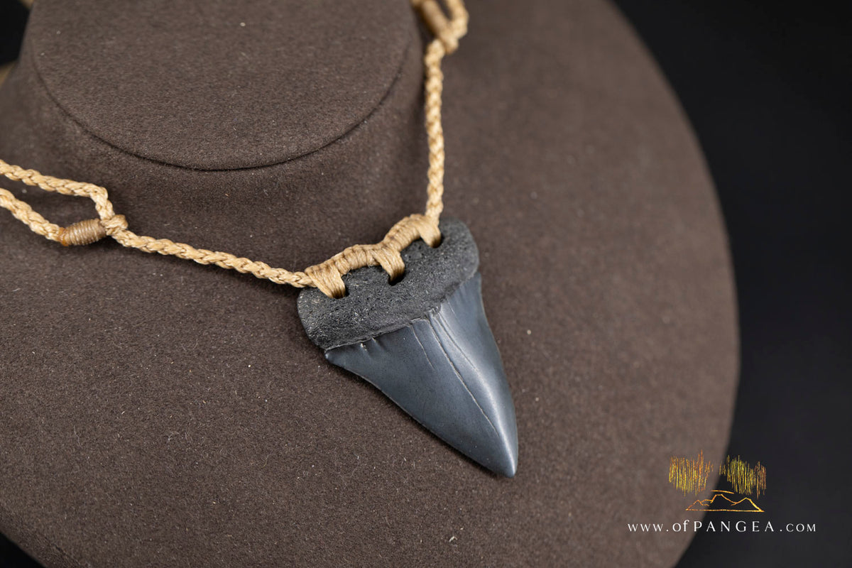 Fossilized Mako Shark Tooth Necklace || JF1732