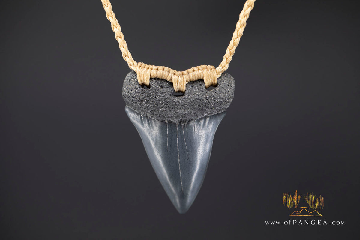 Fossilized Mako Shark Tooth Necklace || JF1732