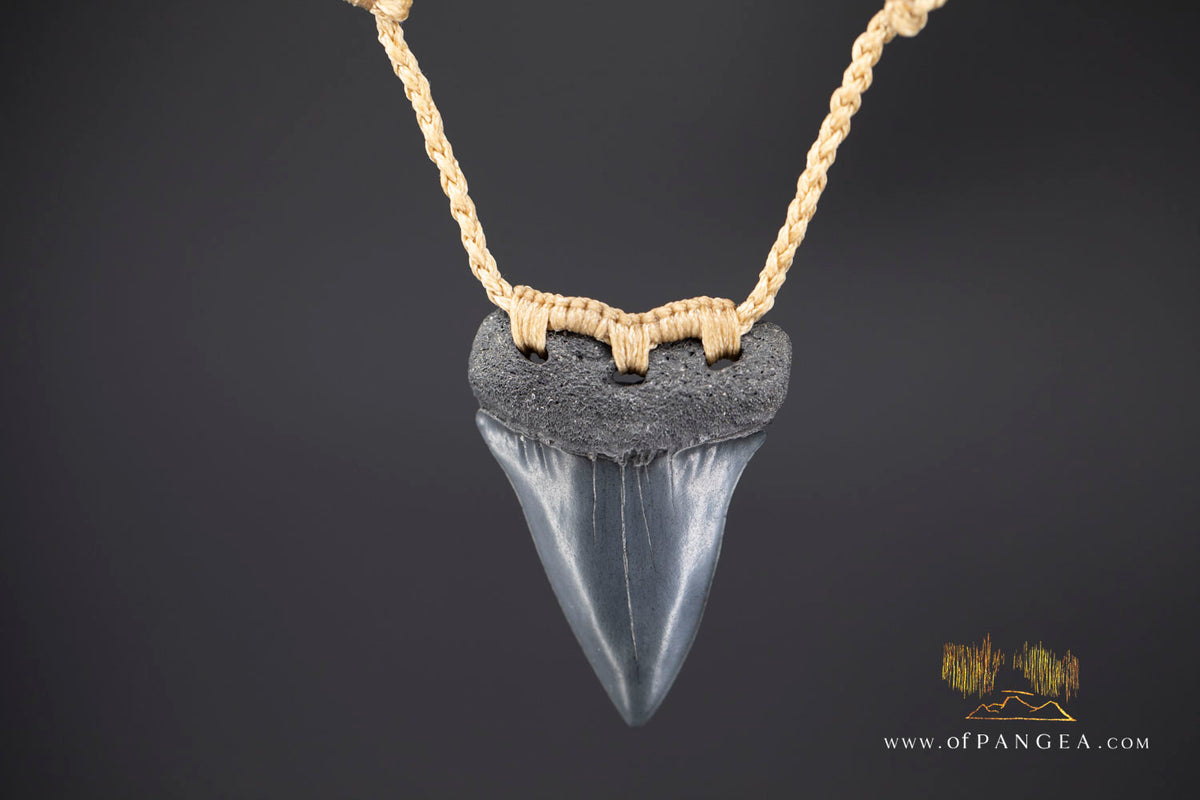Fossilized Mako Shark Tooth Necklace || JF1732