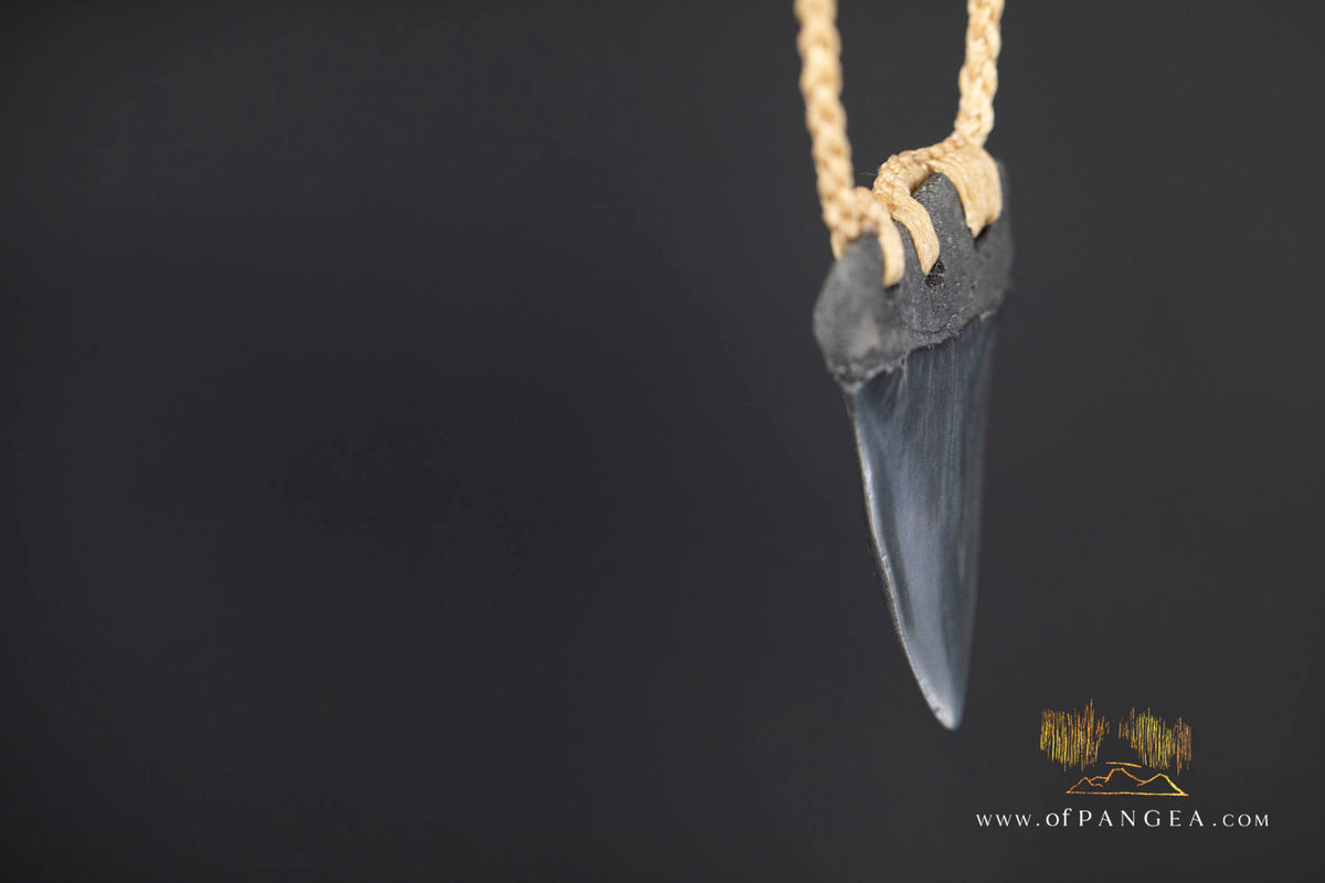 Fossilized Mako Shark Tooth Necklace || JF1732