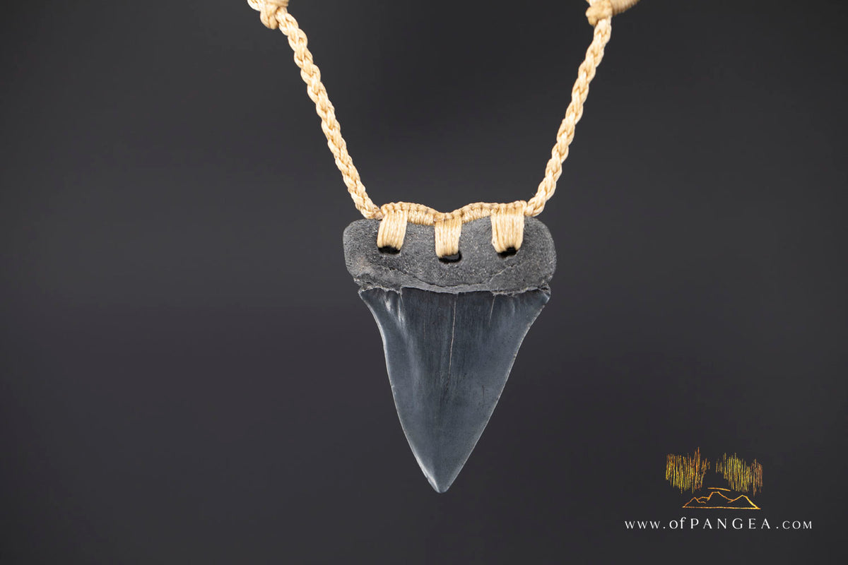Fossilized Mako Shark Tooth Necklace || JF1732