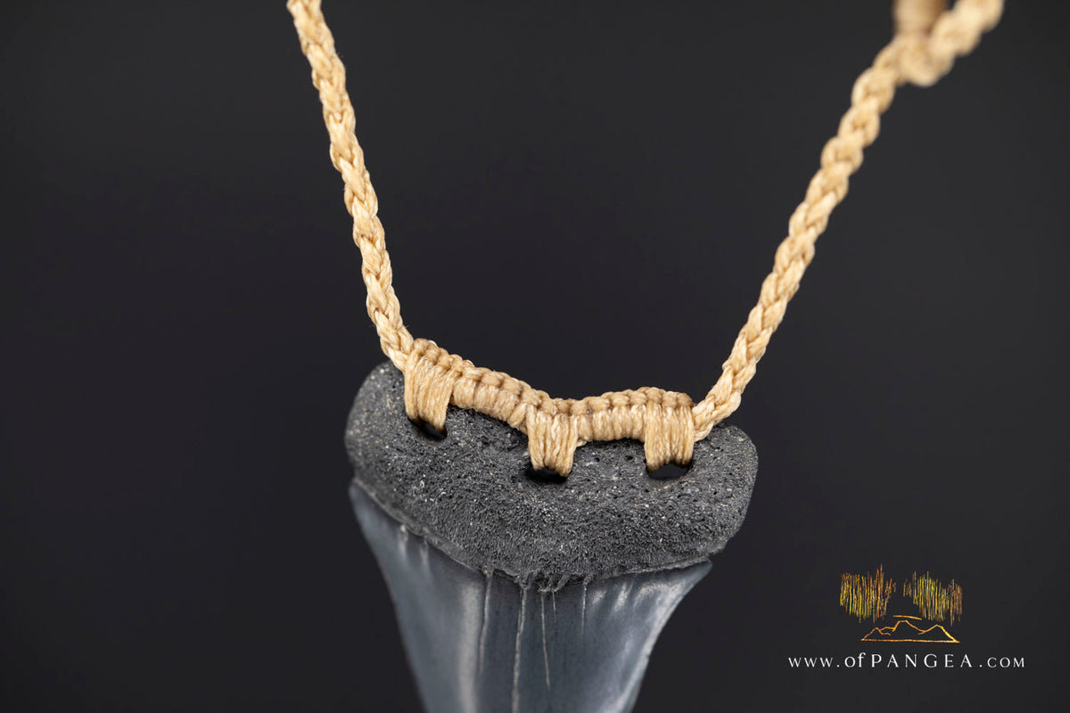 Fossilized Mako Shark Tooth Necklace || JF1732