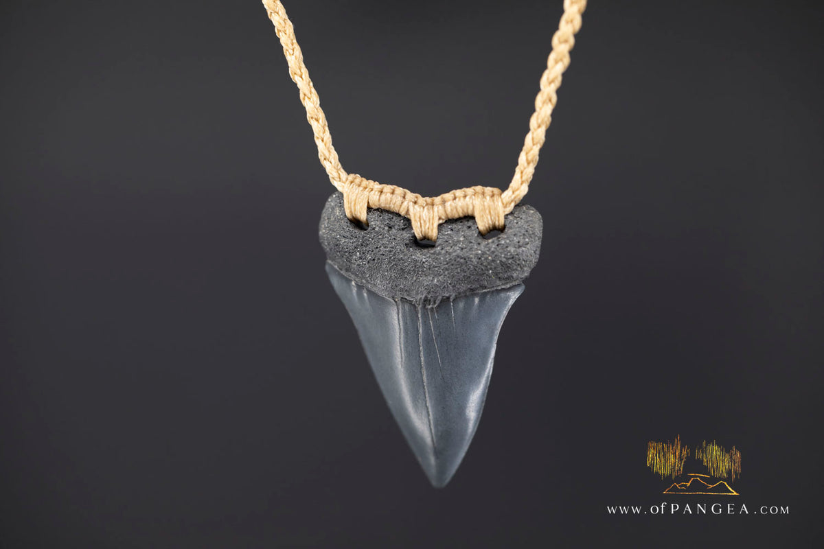 Fossilized Mako Shark Tooth Necklace || JF1732