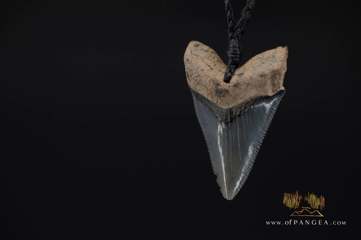 Megalodon Shark Fossilized Tooth (extinct) Necklace - Waxed Cord || JF1734
