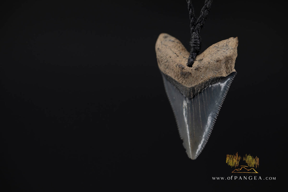 Megalodon Shark Fossilized Tooth (extinct) Necklace - Waxed Cord || JF1734