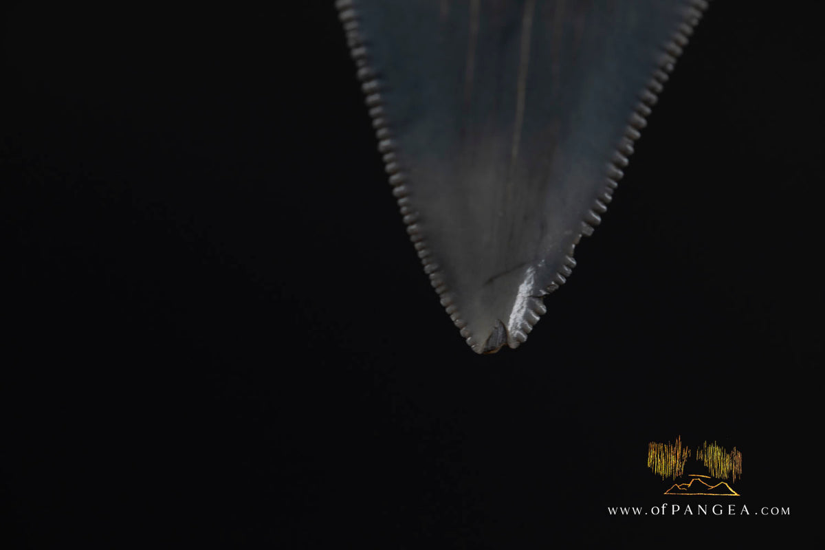 Megalodon Shark Fossilized Tooth (extinct) Necklace - Waxed Cord || JF1734