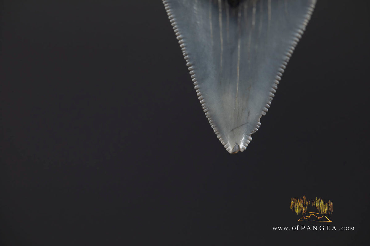 Megalodon Shark Fossilized Tooth (extinct) Necklace - Waxed Cord || JF1734