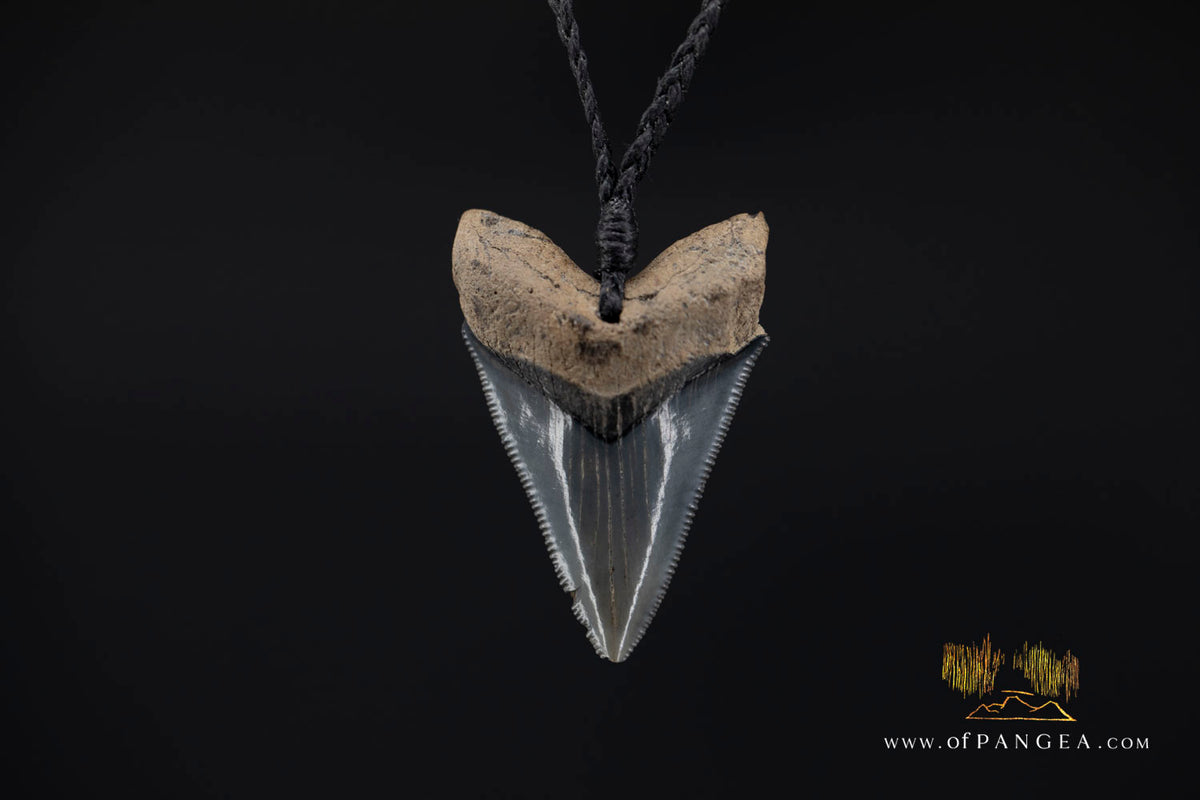 Megalodon Shark Fossilized Tooth (extinct) Necklace - Waxed Cord || JF1734
