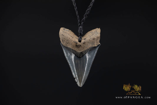 Megalodon Shark Fossilized Tooth (extinct) Necklace - Waxed Cord || JF1734