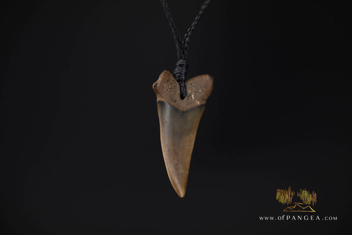 Fossilized Mako Shark Tooth Necklace || JF1736