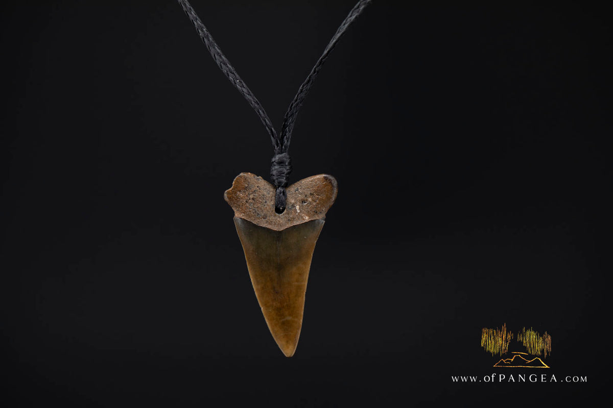 Fossilized Mako Shark Tooth Necklace || JF1736