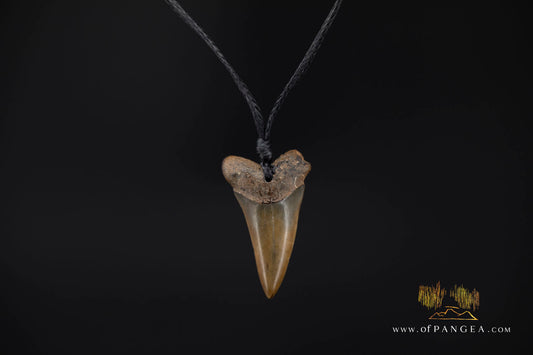 Fossilized Mako Shark Tooth Necklace || JF1736