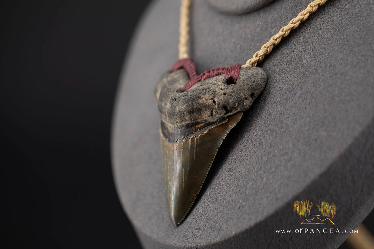 Megalodon Shark Tooth (extinct) Necklace - Waxed Cord and Jade Toggle || JF1805