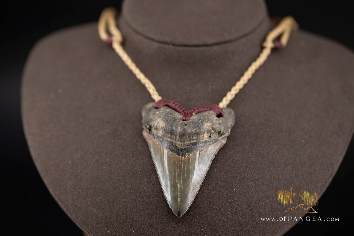 Megalodon Shark Tooth (extinct) Necklace - Waxed Cord and Jade Toggle || JF1805