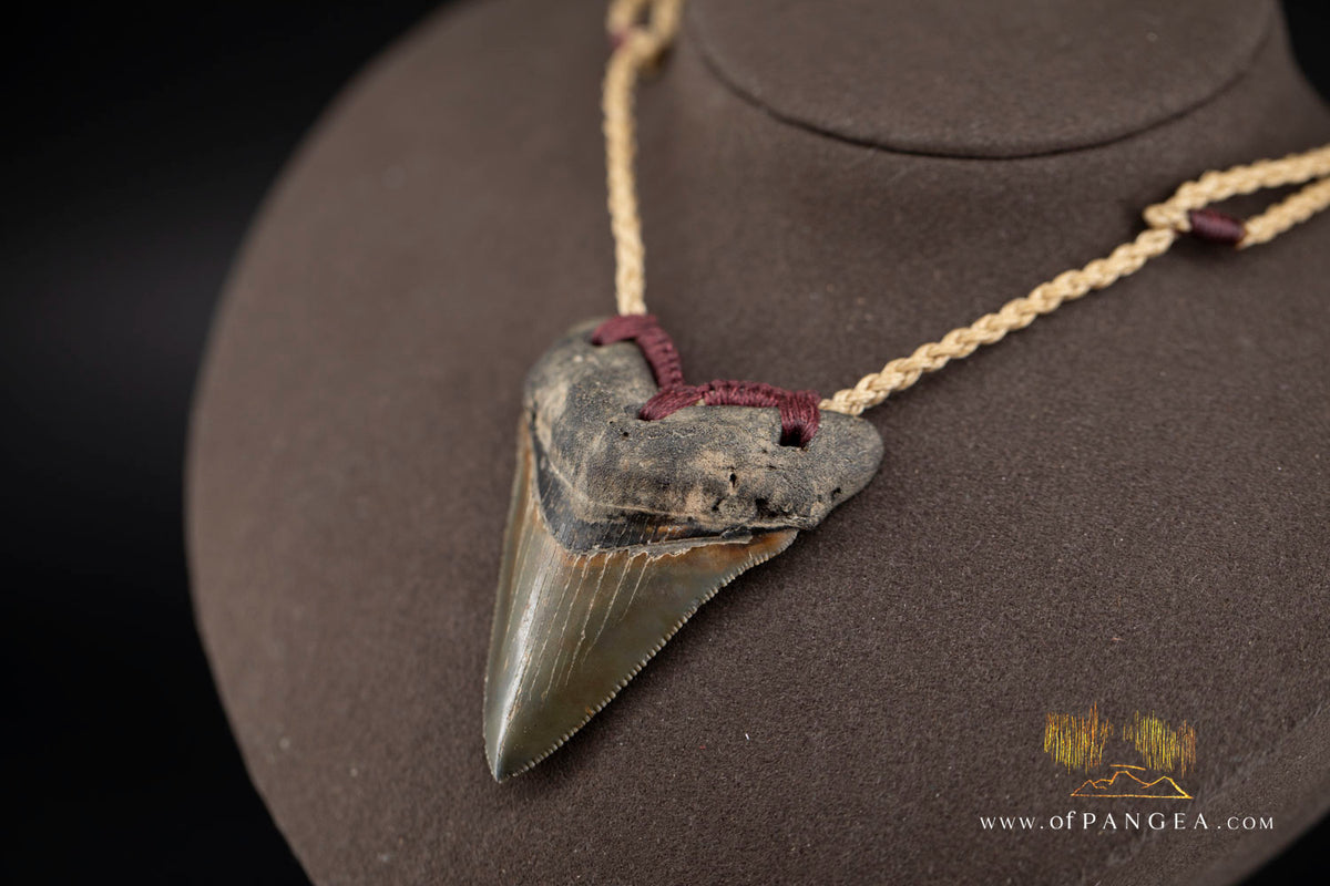Megalodon Shark Tooth (extinct) Necklace - Waxed Cord and Jade Toggle || JF1805