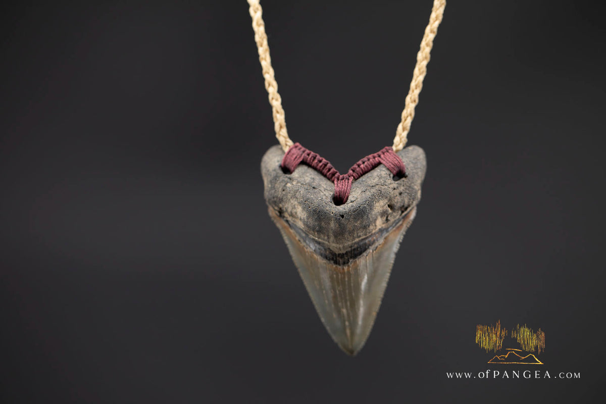 Megalodon Shark Tooth (extinct) Necklace - Waxed Cord and Jade Toggle || JF1805