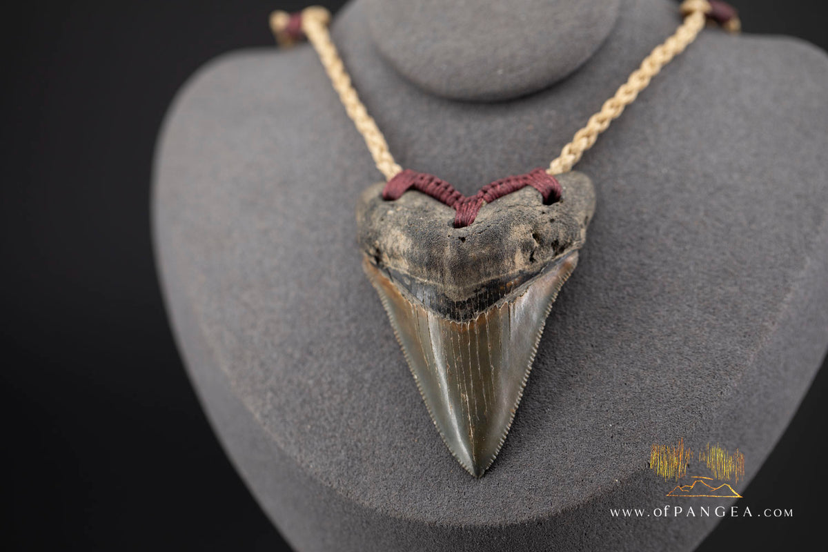 Megalodon Shark Tooth (extinct) Necklace - Waxed Cord and Jade Toggle || JF1805