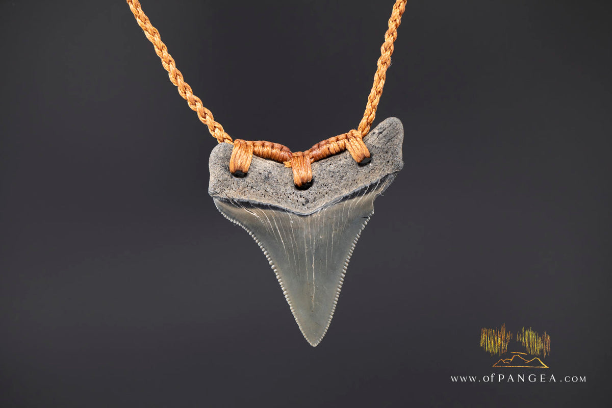 Megalodon Shark Fossilized Tooth (extinct) Necklace - Waxed Cord || JF1828