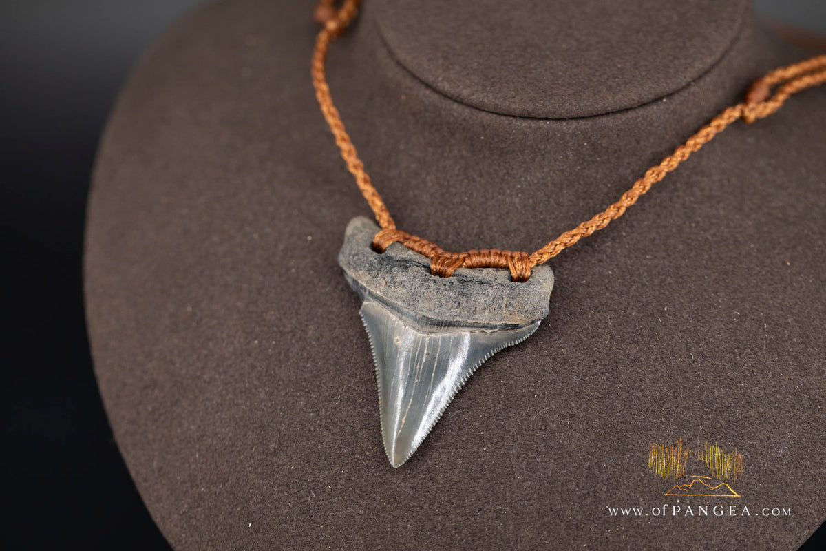 Megalodon Shark Fossilized Tooth (extinct) Necklace - Waxed Cord || JF1828