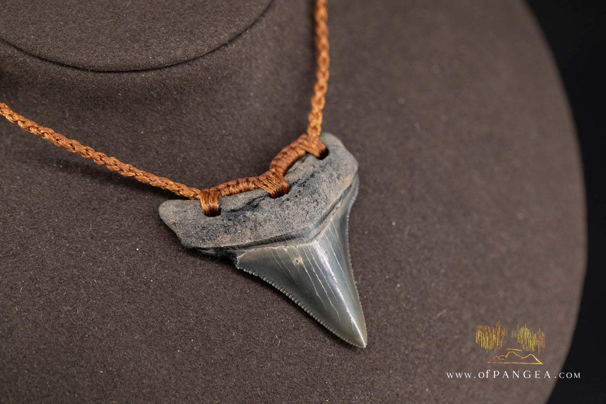 Megalodon Shark Fossilized Tooth (extinct) Necklace - Waxed Cord || JF1828
