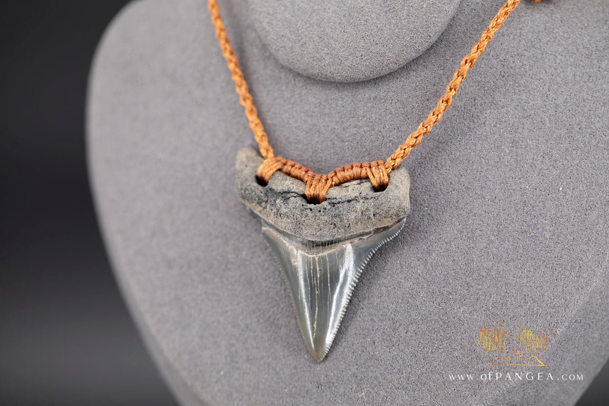 Megalodon Shark Fossilized Tooth (extinct) Necklace - Waxed Cord || JF1828