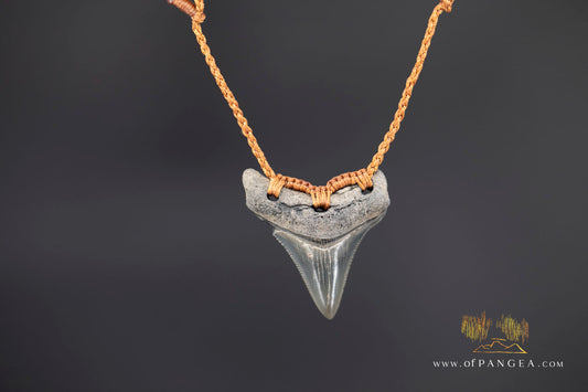 Megalodon Shark Fossilized Tooth (extinct) Necklace - Waxed Cord || JF1828